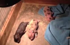 2-Week-Old Mini Piglets