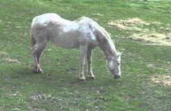 Horse appearing to enter REM sleep (with some twitching; note collapse toward the end)