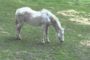 Horse appearing to enter REM sleep (with some twitching; note collapse toward the end)