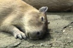 Capybara