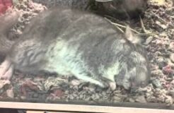 Adult chinchilla whisker twitching