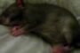 Adult Gambian Pouched Rat