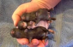 Netherland Dwarf Rabbit Pups (4-day-olds)