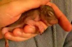 2-Week-Old Squirrel