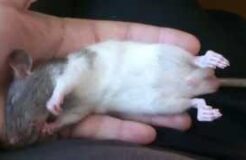 Adult rat sleeping on its back showing twitches across the whole body