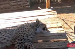 5-Month-Old Cheetah