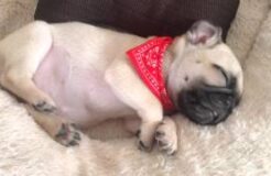 Pug Puppy