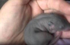 Eight-Day-Old Gambian Pouched Rat