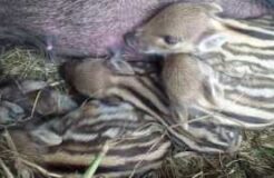 Wild Boar Mom (Asleep While Nursing Piglets)