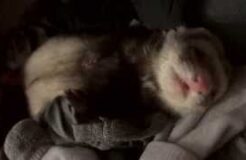 Ferret