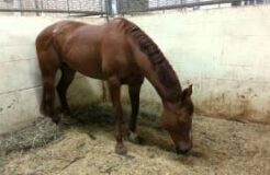 Horse appearing to twitch at the transition to REM sleep