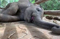 Elephant twitching its trunk (and snoring)?