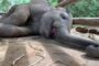 Elephant twitching its trunk (and snoring)?