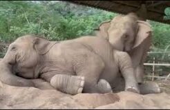 Are those trunk twitches at the beginning of this video of a sleeping elephant? (Somewhat hard to believe...)