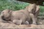 Are those trunk twitches at the beginning of this video of a sleeping elephant? (Somewhat hard to believe...)