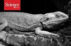 REM sleep in lizards (rapid eye movements?)