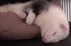 Adult Ferret