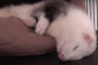 Adult Ferret