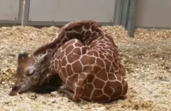 Baby Giraffe