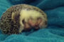 Infant Hedgehog