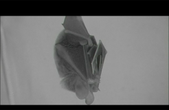 Fringe-lipped bat (twitches of hind limb, wing, and ear)