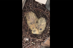 Pigeon hatchlings (day 1)