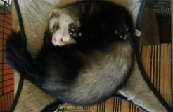 Adult Ferret