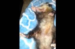 Virginia opossum limb twitches