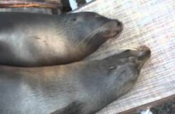 Sea lions twitching?