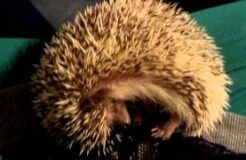 2-Year-Old African Pygmy Hedgehog