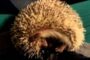 2-Year-Old African Pygmy Hedgehog