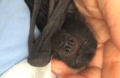 Infant bat (Black Flying Fox)