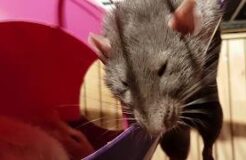 Adult rat whisker twitches